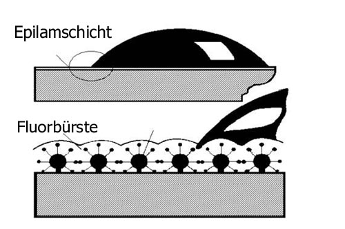 epilamschicht